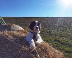 Dog on Straw