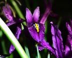 Iris Reticulata