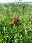 Red clover