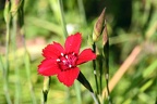 Dianthus deltoides