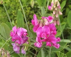  Lathyrus latifolius