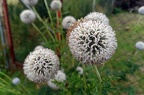 Echinops Sphaerocephalus