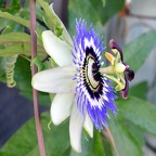 Passiflora caerulea