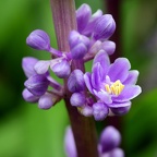 Liriope muscari