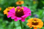 Zinnia Elegans