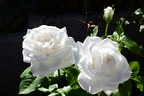 White Roses