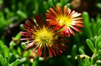 Wheels of Wonder