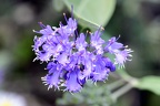 Caryopteris × clandonensis