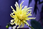 Dahlia