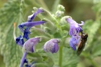 Salvia