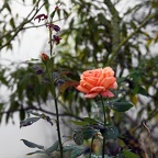 A rose