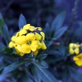 Wallflower?