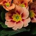 Primula