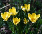 Crocus