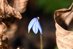 Scilla siberica