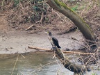 Cormorant