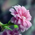 Kalanchoë