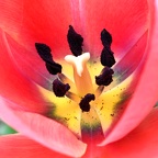 Tulip
