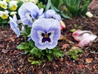 Viola × wittrockiana