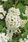 Spiraea