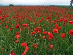 Poppies