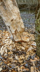 No dormancy for the beaver