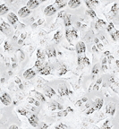 footprints in the snow