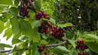 Cherries