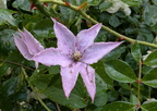 Clematis