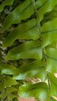 Fern